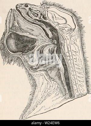 Image d'archive à partir de la page 235 de la cyclopaedia d'anatomie et de Banque D'Images