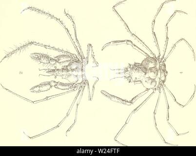 Image d'archive à partir de la page 238 de crustacés décapodes des Territoires du Banque D'Images