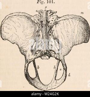Image d'archive à partir de la page 238 de la cyclopaedia d'anatomie et de Banque D'Images