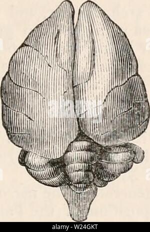 Image d'archive à partir de la page 240 de la cyclopaedia d'anatomie et de Banque D'Images