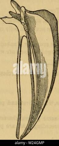Image d'archive à partir de la page 241 du règne animal de Cuvier organisé. Règne Animal de Cuvier : distribué d'après son organisation cuviersanimalkin00cuvi Année : 1840