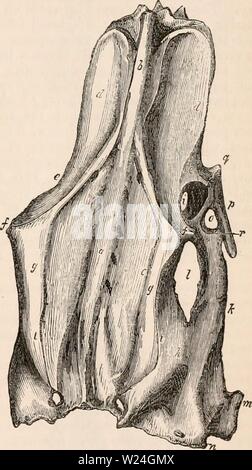 Image d'archive à partir de la page 240 de la cyclopaedia d'anatomie et de Banque D'Images