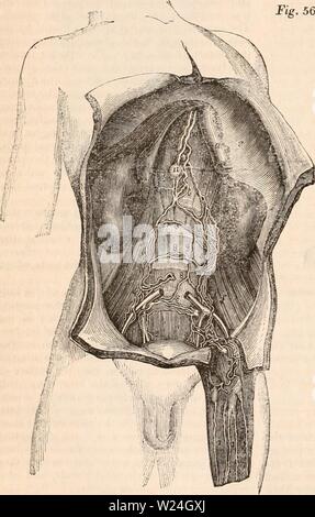 Image d'archive à partir de la page 241 de la cyclopaedia d'anatomie et de Banque D'Images