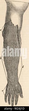 Image d'archive à partir de la page 244 de la cyclopaedia d'anatomie et de Banque D'Images
