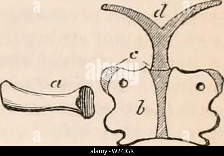 Image d'archive à partir de la page 246 de la cyclopaedia d'anatomie et de Banque D'Images