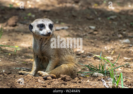 Une captive meerkat regarder avec méfiance l'intérieur de l'enceinte du zoo. Banque D'Images