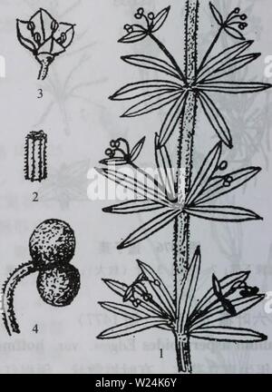 Image d'archive à partir de la page de 1055 da wu zhi shan bie. da shan Wu Zhi Zhi bie dabieshanzhiwuzh00zixi Année : 2006.9 kroměříž1478ç Banque D'Images