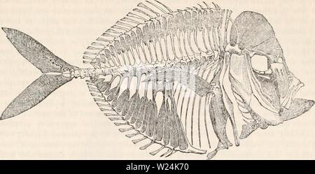 Image d'archive à partir de la page 1052 de la cyclopaedia de l'anatomie et. La cyclopaedia de l'anatomie et physiologie cyclopdiaofana03todd Année : 1847 poissons. Fig. 495. 96S "squelette du Lampris guttata, montrant les os interspinaux, facilement reconnaissables à leur teinte sombre. sont remplies dans acanthopterygious avec poissons, et ramifiés ou rayons mous, comme celles que l'on retrouve dans l'Malacopterygii. Ils sont tous divisés par un raphé longitudinal ou latéral, suture en deux moitiés, afin que chacun semble être formé de deux rayons, siamois-une circonstance qui constitue un argument supplémentaire contre ces parties du système locomoteur Banque D'Images