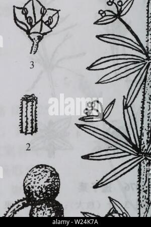Image d'archive à partir de la page de 1055 da wu zhi shan bie. da shan Wu Zhi Zhi bie dabieshanzhiwuzh00zixi Année : 2006.9 kroměříž1478ç Banque D'Images