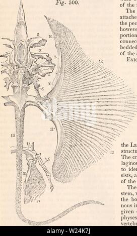 Image d'Archive de la page 1055 de la cyclopaedia de l'anatomie et. La cyclopaedia de l'anatomie et physiologie cyclopdiaofana03todd Année : 1847 500. Crâne cartilagineux et la partie antérieure de la colonne vertébrale de l'esturgeon (Accipenser sturio). un axe cartilagineux, de rachis ; b, c, apophyses transverses et des côtes ; f,f, g, g', g', g', g'', crâne cartilagineux ; j, k, oculaires et nasales cavités crânienne ; m, n, par lequel la bouche pédiculaires est connecté avec le crâne ; 26, os soutenant la mâchoire inférieure ; 18,22, palatine des cartilages ; o,p,s, les cartilages représentant le maxillaire supérieur. n'étaient qu'un moiet Banque D'Images
