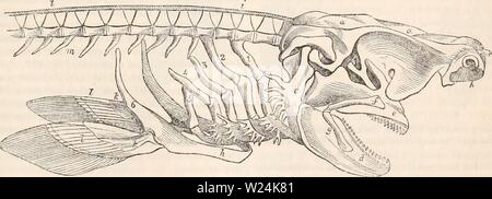 Image d'archive à partir de la page 1052 de la cyclopaedia de l'anatomie et. La cyclopaedia de l'anatomie et physiologie cyclopdiaofana03todd Année : 1847 "squelette du Lampris guttata, montrant les os interspinaux, facilement reconnaissables à leur teinte sombre. sont remplies dans acanthopterygious avec poissons, et ramifiés ou rayons mous, comme celles que l'on retrouve dans l'Malacopterygii. Ils sont tous divisés par un raphé longitudinal ou latéral, suture en deux moitiés, afin que chacun semble être formé de deux rayons, siamois-une circonstance qui constitue un argument supplémentaire contre ces parties du squelette étant les démembrements de Banque D'Images