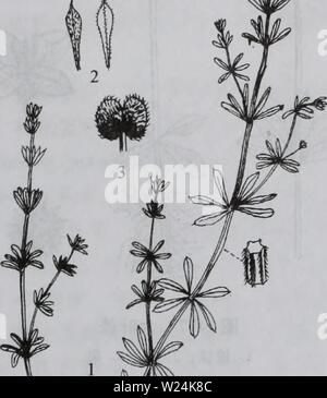 Image d'archive à partir de la page de 1055 da wu zhi shan bie. da shan Wu Zhi Zhi bie dabieshanzhiwuzh00zixi Année : 2006.9 Banque D'Images