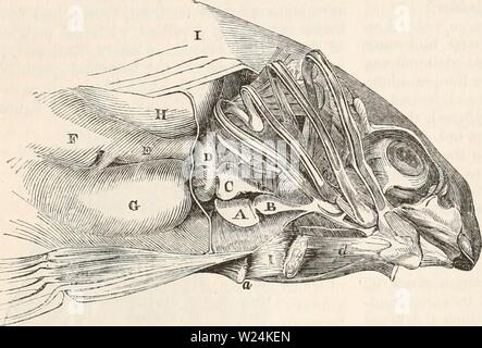 Image d'archive à partir de la page 1078 de la cyclopaedia d'anatomie et de Banque D'Images