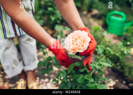 Senior woman en prenant soin de fleurs dans le jardin. Jardinier d'âge moyen rose orange montrant après arrosage. Concept de jardinage. Banque D'Images