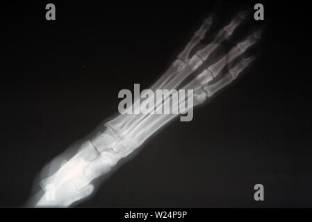 La radiographie des pattes d'un chien. Du vrai x ray image d'un chien blessé patte . Banque D'Images