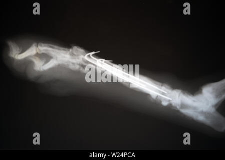 La radiographie des pattes d'un chien. Du vrai x ray image d'un chien blessé patte . Banque D'Images