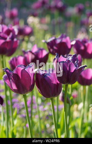 Violette Tulpen Banque D'Images