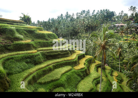 Champs de riz vert sur l'île de Bali, près de Ubud Banque D'Images