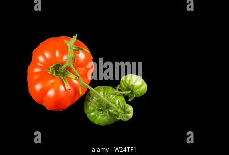 Oxheart tomato est un grand type beefsteak tomate, ressemblant à un coeur de boeuf, qui est un fruit rouge sucré faible en graines, sur un fond noir Banque D'Images