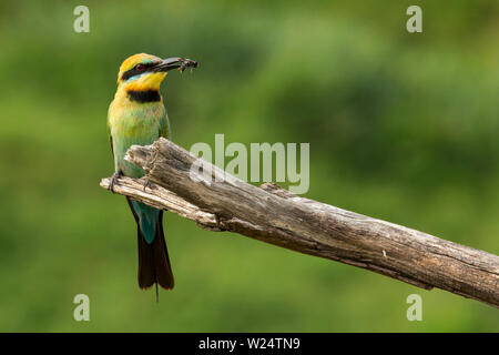 Un guêpier Arc-en-ciel. Le guêpier Arc-en-Ciel est une seule espèce de bee-eater. Banque D'Images