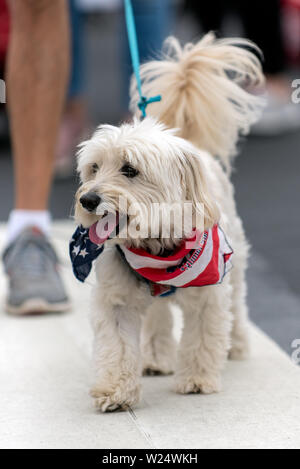 Petit chien maltais patriotique blanc vêtu de rouge et blanc bandana bleu tout en célébrant le 4 juillet Maison de ville sur rue. Banque D'Images