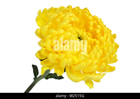 Big Yellow chrysanthème fleur sur fond blanc Banque D'Images