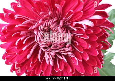 Grande fleur de chrysanthème magenta sur fond blanc Banque D'Images