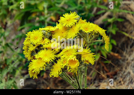 La floraison du pissenlit géant et les abeilles voler autour de ramasser le nectar. Close up, selective focus. Les montagnes de la forêt de Tenerife, Canaries, Espagne. Banque D'Images