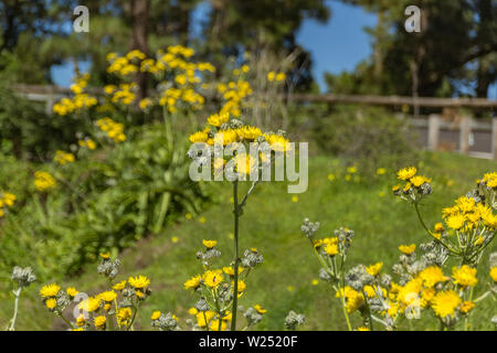 La floraison du pissenlit géant et les abeilles voler autour de ramasser le nectar. Close up, selective focus. Les montagnes de la forêt de Tenerife, Canaries, Espagne. Banque D'Images