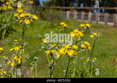 La floraison du pissenlit géant et les abeilles voler autour de ramasser le nectar. Close up, selective focus. Les montagnes de la forêt de Tenerife, Canaries, Espagne. Banque D'Images