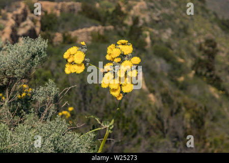 Fleurs de pissenlit jaune géant et les abeilles voler autour de ramasser le nectar. Close up, selective focus. Les montagnes de la forêt de Tenerife, Canaries, Spa Banque D'Images