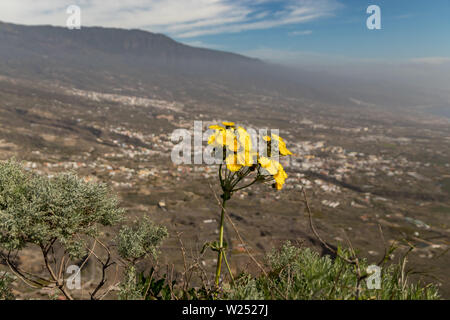 Fleurs de pissenlit jaune géant et les abeilles voler autour de ramasser le nectar. Close up, selective focus. Güimar valley et les montagnes en arrière-plan. Te Banque D'Images