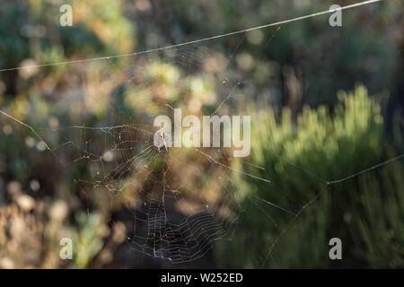 Araignée Argiope trifasciata caché dans le centre de son site les montagnes. Close up, feuilles floue, les plantes et les roches de lave dans l'arrière-plan. Tenerife, Banque D'Images