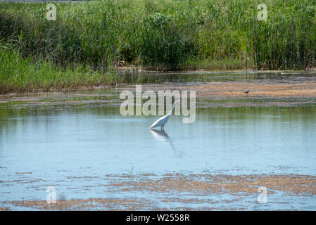 J'ai pris cette photo de l'Egret à l'aide d'un téléobjectif sigma tout en traversant la réserve naturelle de Montezuma à Seneca Falls, NY. Banque D'Images