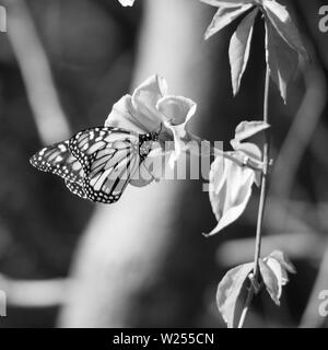 Magnifique papillon noir et blanc de monarque collectant le nectar sur une fleur de gloire du matin, beau motif détaillé sur ses ailes, jardin australien Banque D'Images