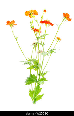 Fleur d'été jardin Geum rivale isolé sur fond blanc. Banque D'Images