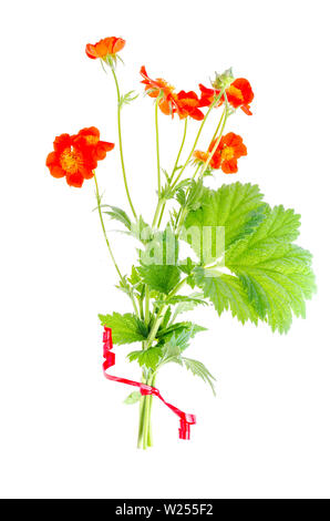 Fleur d'été jardin Geum rivale isolé sur fond blanc. Banque D'Images