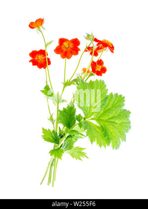 Fleur d'été jardin Geum rivale isolé sur fond blanc. Banque D'Images