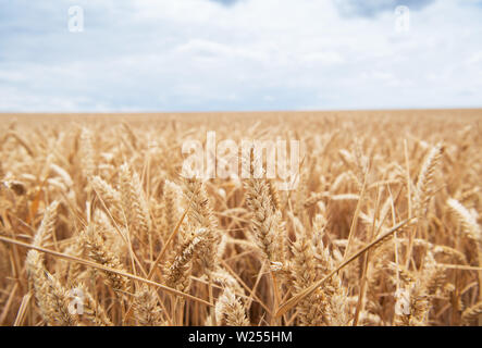 Neuruppin, Allemagne. 06Th Juillet, 2019. Le grain sur un champ près de Buskow, un quartier de la ville de Neuruppin dans le district de Dresde. Le village se trouve à environ huit kilomètres de Neuruppin et a été signalée pour la première fois en 1256. Credit : Soeren Stache/dpa-Zentralbild/ZB/dpa/Alamy Live News Banque D'Images