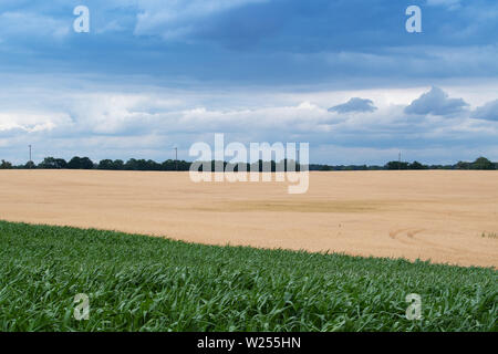 Neuruppin, Allemagne. 06Th Juillet, 2019. Le maïs et le sur les champs à proximité de Buskow, un quartier de la ville de Neuruppin dans le district de Dresde. Le village se trouve à environ huit kilomètres de Neuruppin et a été signalée pour la première fois en 1256. Credit : Soeren Stache/dpa-Zentralbild/ZB/dpa/Alamy Live News Banque D'Images