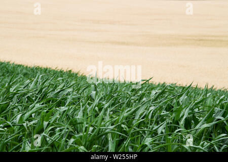 Neuruppin, Allemagne. 06Th Juillet, 2019. Le maïs et le sur les champs à proximité de Buskow, un quartier de la ville de Neuruppin dans le district de Dresde. Le village se trouve à environ huit kilomètres de Neuruppin et a été signalée pour la première fois en 1256. Credit : Soeren Stache/dpa-Zentralbild/ZB/dpa/Alamy Live News Banque D'Images