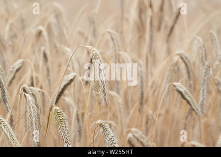 Neuruppin, Allemagne. 06Th Juillet, 2019. Le grain sur un champ près de Buskow, district de Neuruppin dans le district - Ostprignitz Ruppin. Le village se trouve à environ huit kilomètres de Neuruppin et a été signalée pour la première fois en 1256. Credit : Soeren Stache/dpa-Zentralbild/ZB/dpa/Alamy Live News Banque D'Images
