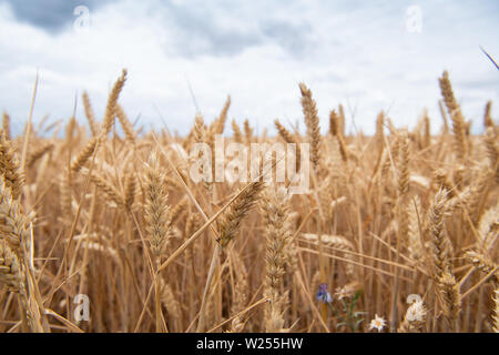 Neuruppin, Allemagne. 06Th Juillet, 2019. Le grain sur un champ près de Buskow, un quartier de la ville de Neuruppin dans le district de Dresde. Le village se trouve à environ huit kilomètres de Neuruppin et a été signalée pour la première fois en 1256. Credit : Soeren Stache/dpa-Zentralbild/ZB/dpa/Alamy Live News Banque D'Images