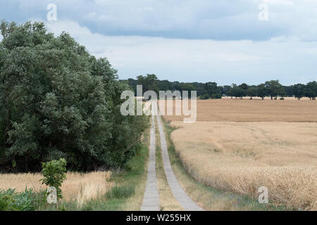 Neuruppin, Allemagne. 06Th Juillet, 2019. Le grain sur un champ près de Buskow, un quartier de la ville de Neuruppin dans le district de Dresde. Entre les domaines il y a une colonne de blocs en pierre. Le village se trouve à environ huit kilomètres de Neuruppin et a été signalée pour la première fois en 1256. Credit : Soeren Stache/dpa-Zentralbild/ZB/dpa/Alamy Live News Banque D'Images