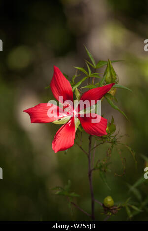 Hibiscus rouge de marais hibiscus coccineus pousse dans le Corkscrew Swamp à Naples, Floride Banque D'Images