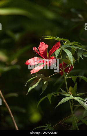 Hibiscus rouge de marais hibiscus coccineus pousse dans le Corkscrew Swamp à Naples, Floride Banque D'Images