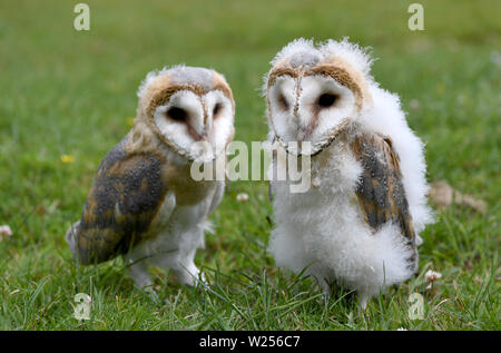 03 juillet 2019, le Schleswig-Holstein, Großenaspe : Deux jeunes effraies des clochers se tenir sur une prairie de la Game Park Wildpark Eekholt. Les oiseaux nés en mai ont été posées à la main. Plus tard, ils sont à prendre part à la démonstration de vol dans le parc de jeux. Photo : Carsten Rehder/dpa Banque D'Images