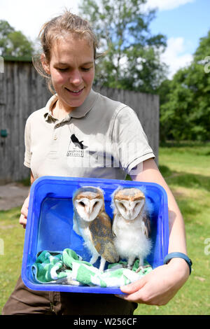 03 juillet 2019, le Schleswig-Holstein, Großenaspe : Falconer Kristin Höpner porte deux jeunes effraies des clochers dans une boîte dans le Wildpark Eekholt. Les oiseaux nés en mai ont été soulevées par elle à la main. Plus tard, ils sont à prendre part à la démonstration de vol dans le parc de jeux. Photo : Carsten Rehder/dpa Banque D'Images