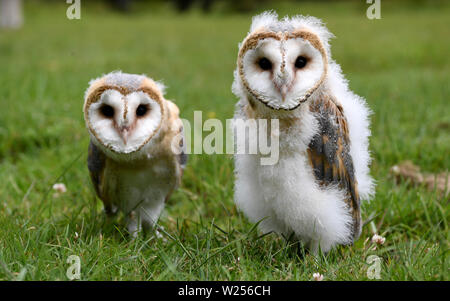 03 juillet 2019, le Schleswig-Holstein, Großenaspe : Deux jeunes effraies des clochers se tenir sur une prairie de la Game Park Wildpark Eekholt. Les oiseaux nés en mai ont été posées à la main. Plus tard, ils sont à prendre part à la démonstration de vol dans le parc de jeux. Photo : Carsten Rehder/dpa Banque D'Images