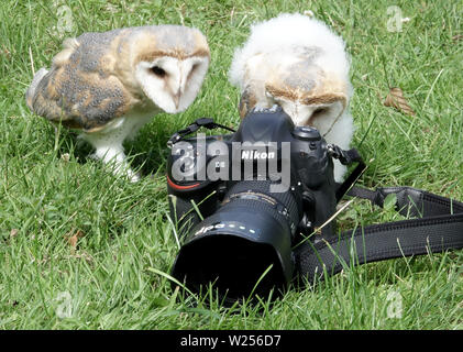 03 juillet 2019, le Schleswig-Holstein, Großenaspe : Deux jeunes effraies des clochers sont intéressés par une caméra sur une prairie de la Game Park Wildpark Eekholt. Les oiseaux nés en mai ont été posées à la main. Plus tard, ils sont à prendre part à la démonstration de vol dans le parc de jeux. Photo : Carsten Rehder/dpa Banque D'Images